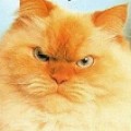 Аватара пользователя