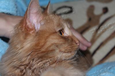 котег уменьш